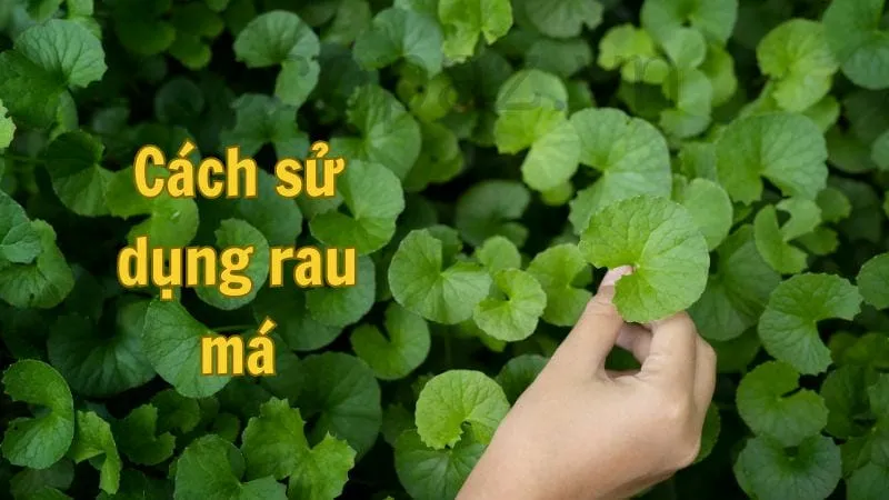 Cách sử dụng rau má