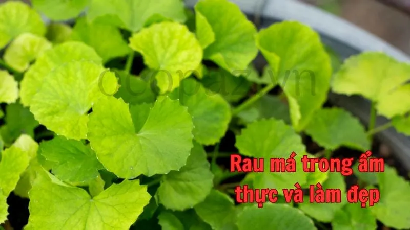 Rau má trong ẩm thực và làm đẹp