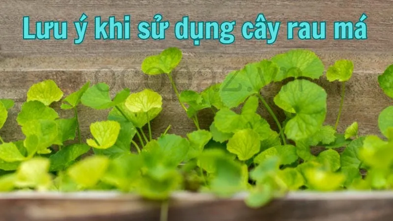 Lưu ý khi sử dụng cây rau má