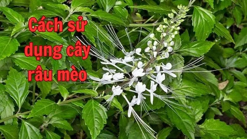 Cách sử dụng cây râu mèo