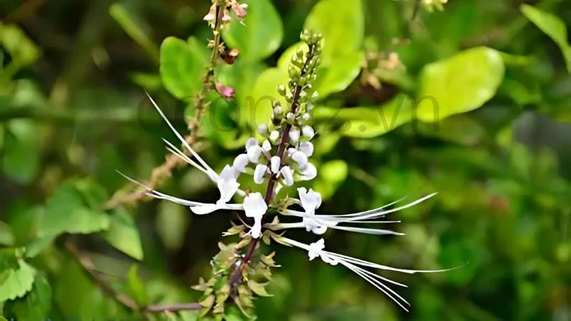 Cây râu mèo dùng nấu trà