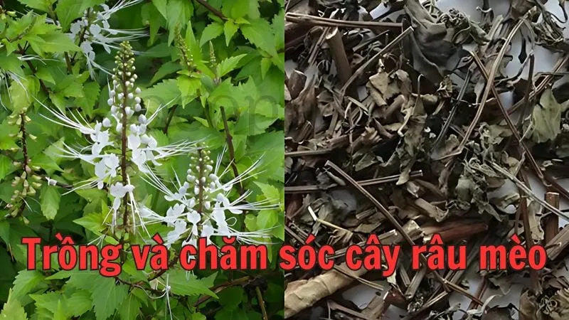 Trồng và chăm sóc cây râu mèo