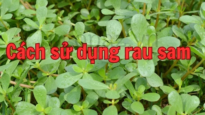 Cách sử dụng rau sam