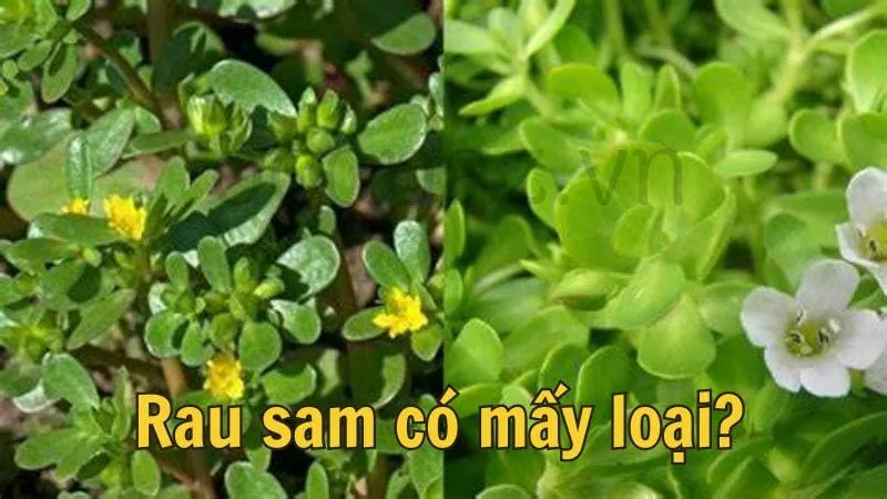 Rau sam có mấy loại?