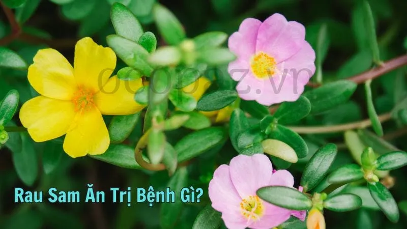 Rau sam ăn trị bệnh gì?