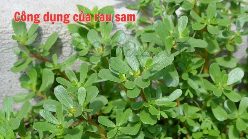 Công dụng của rau sam