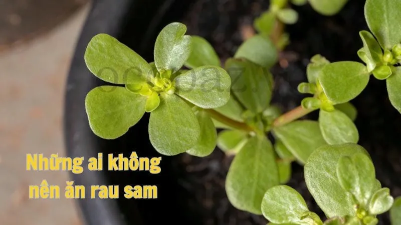 Những ai không nên ăn rau sam