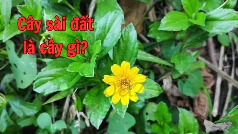 Cây sài đất là cây gì?