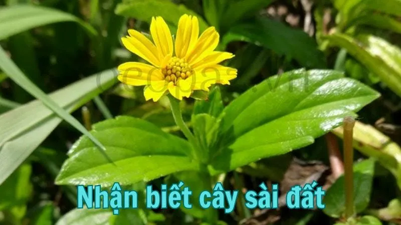 Nhận biết cây sài đất