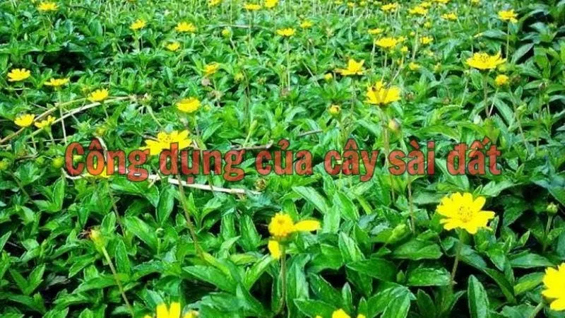 Công dụng của cây sài đất