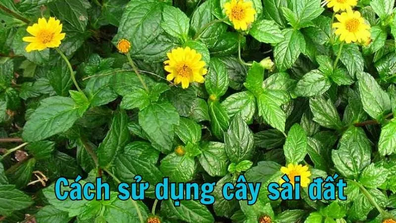 Cách sử dụng cây sài đất