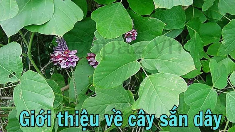 Giới thiệu về cây sắn dây