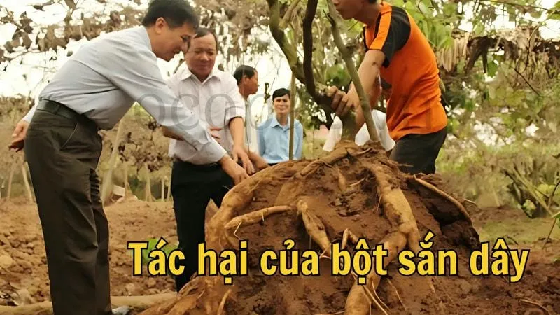 Tác hại của bột sắn dây