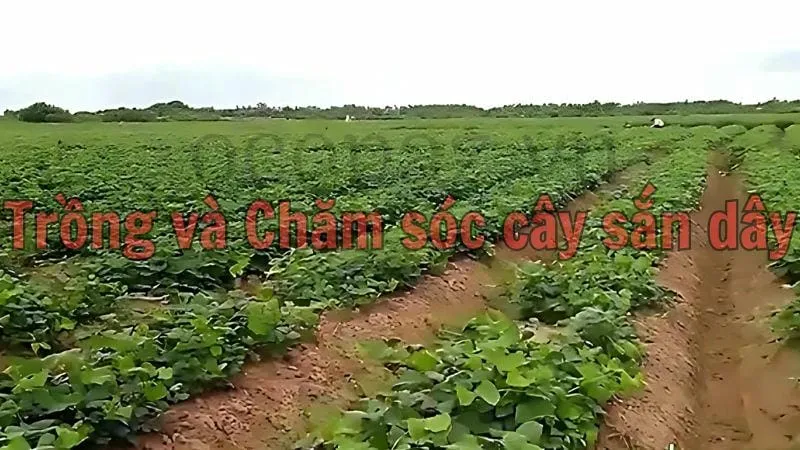 Trồng và chăm sóc cây sắn dây