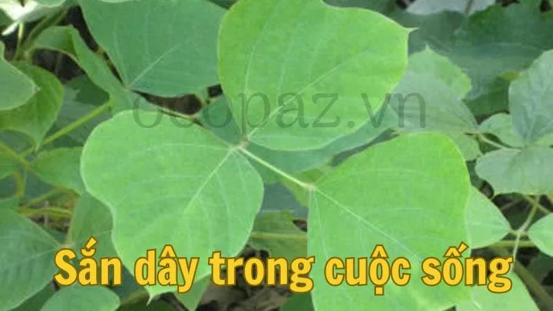 Sắn dây trong cuộc sống