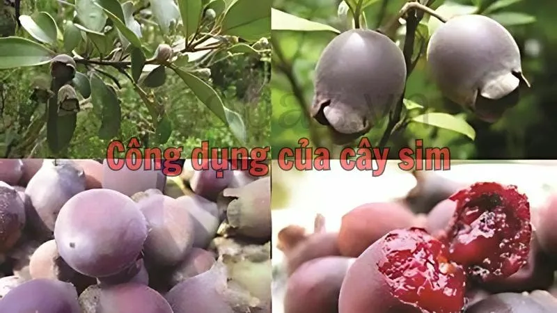 Công dụng của cây sim