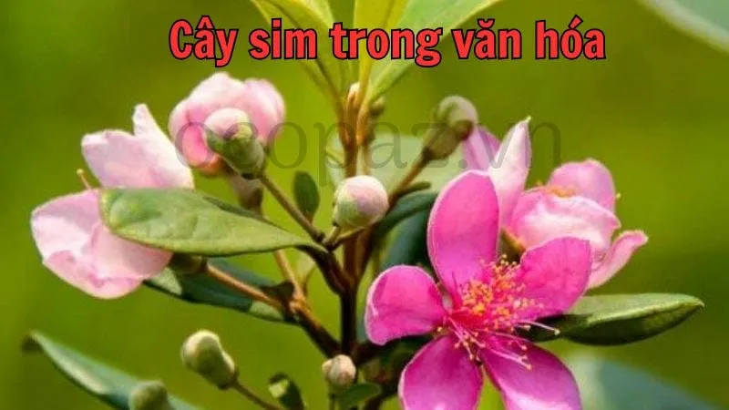 Cây sim trong văn hóa