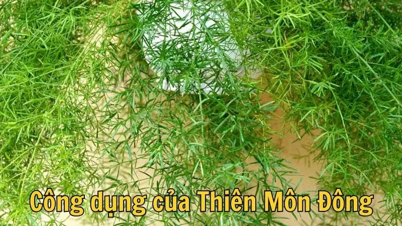 Công dụng của thiên môn đông