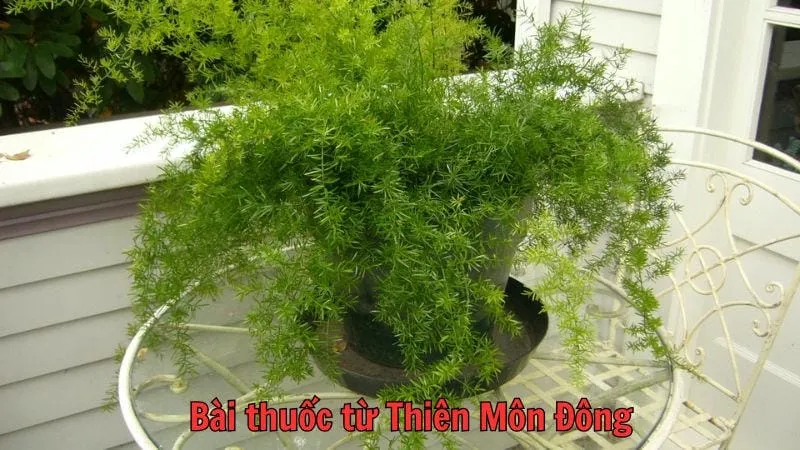 Bài thuốc từ thiên môn đông