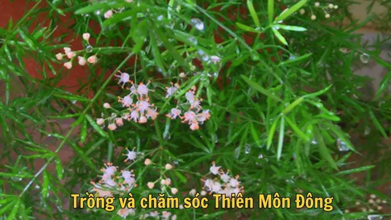 Trồng và chăm sóc thiên môn đông