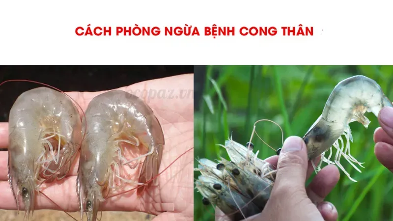 Tôm bị cong thân - Nguyên nhân và cách phòng ngừa hiệu quả 5