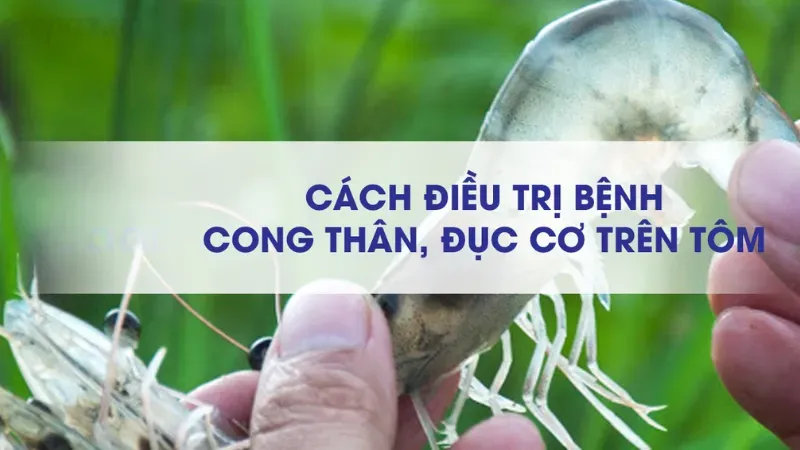 Tôm bị cong thân - Nguyên nhân và cách phòng ngừa hiệu quả 6