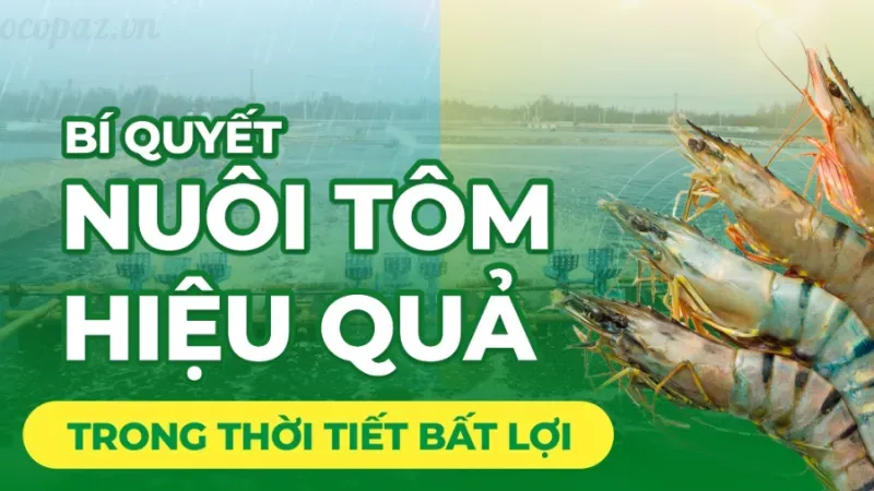 Tôm bị cong thân - Nguyên nhân và cách phòng ngừa hiệu quả 7