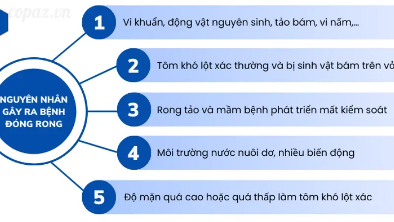 Nguyên nhân khiến tôm bị đóng rong và cách xử lý an toàn 2