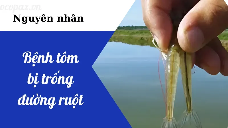 Lý do khiến tôm bị trống đường ruột và cách phòng ngừa 2