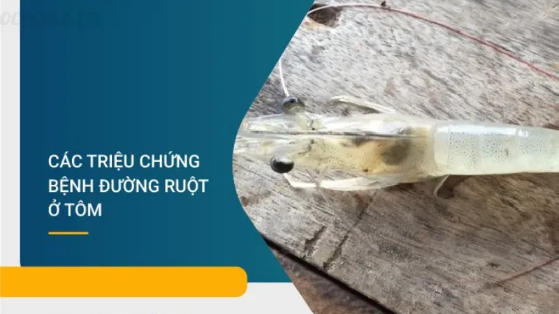 Lý do khiến tôm bị trống đường ruột và cách phòng ngừa 3