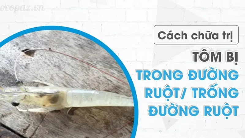 Lý do khiến tôm bị trống đường ruột và cách phòng ngừa 5