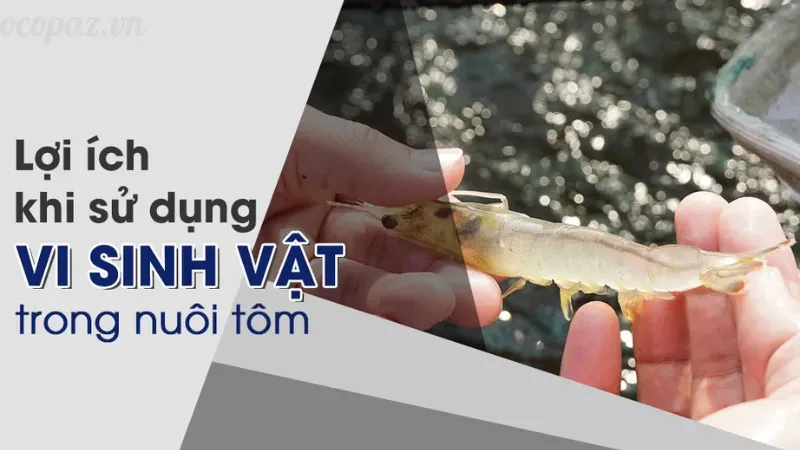 Lý do khiến tôm bị trống đường ruột và cách phòng ngừa 6