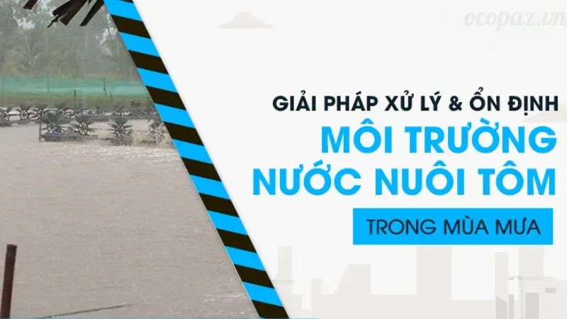 Nguyên nhân và cách điều trị tôm bị vàng mang hiệu quả 4