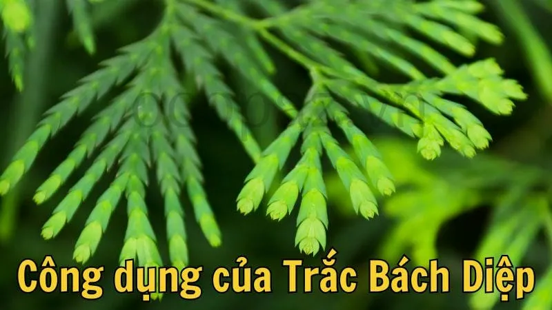 Công dụng của trắc bách diệp