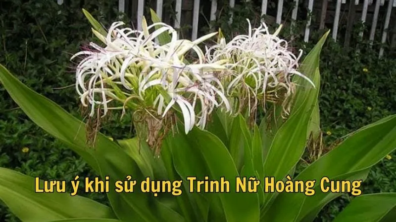 Lưu ý khi sử dụng trinh nữ hoàng cung