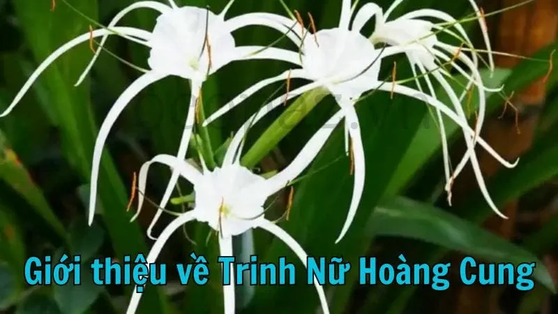 Giới thiệu về trinh nữ hoàng cung