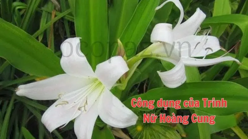 Công dụng của trinh nữ hoàng cung