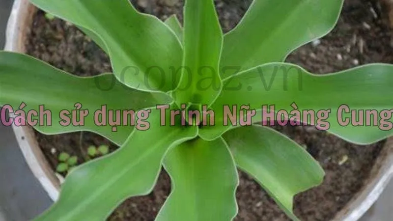 Cách sử dụng trinh nữ hoàng cung