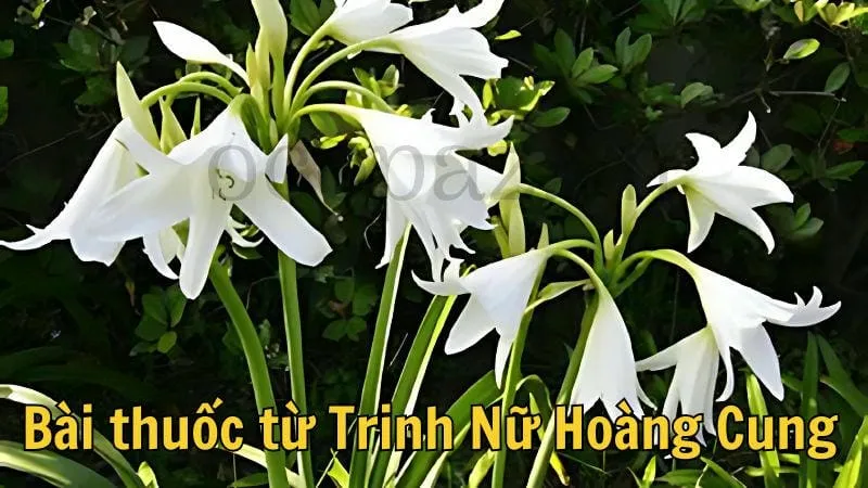 Bài thuốc từ trinh nữ hoàng cung