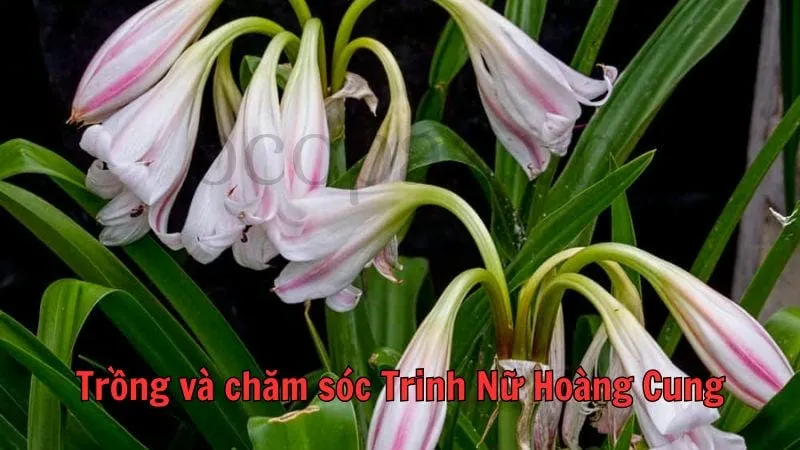 Trồng và chăm sóc trinh nữ hoàng cung