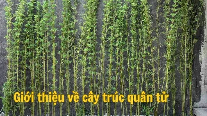 Giới thiệu về cây trúc quân tử