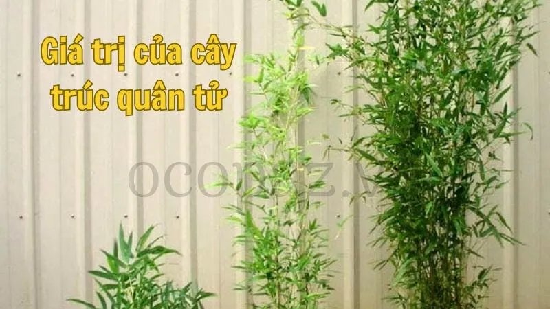 Giá trị của cây trúc quân tử