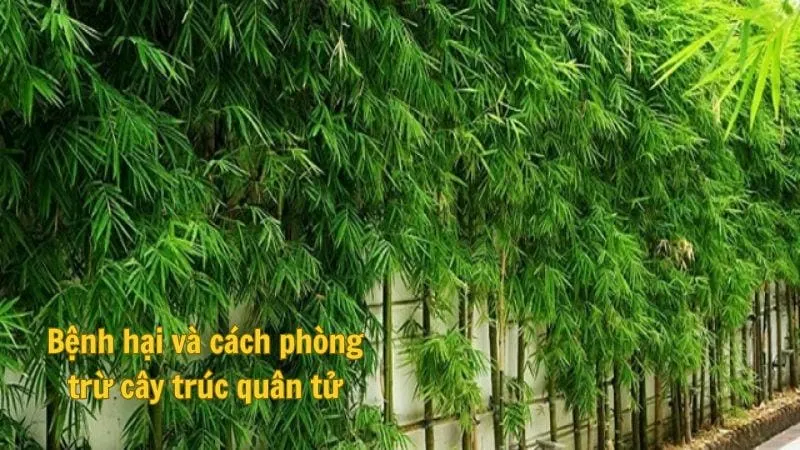 Bệnh hại và cách phòng trừ cây trúc quân tử