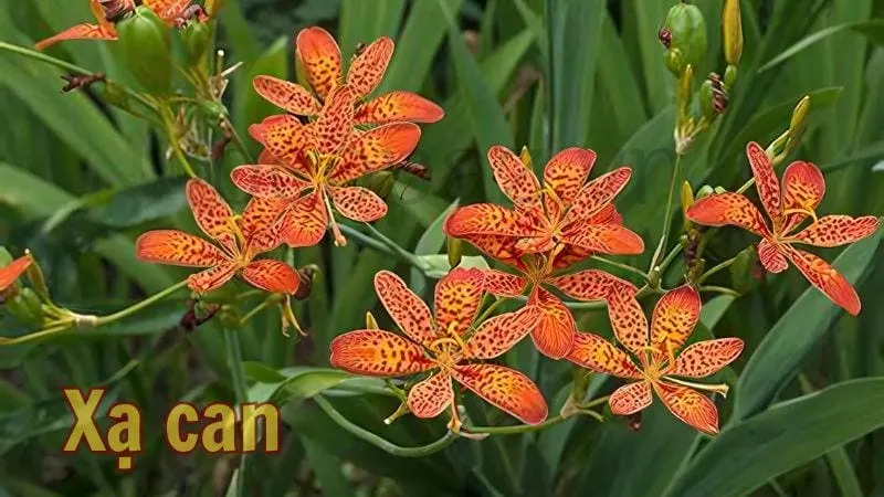 Công dụng và cách sử dụng xạ can cho sức khỏe toàn diện