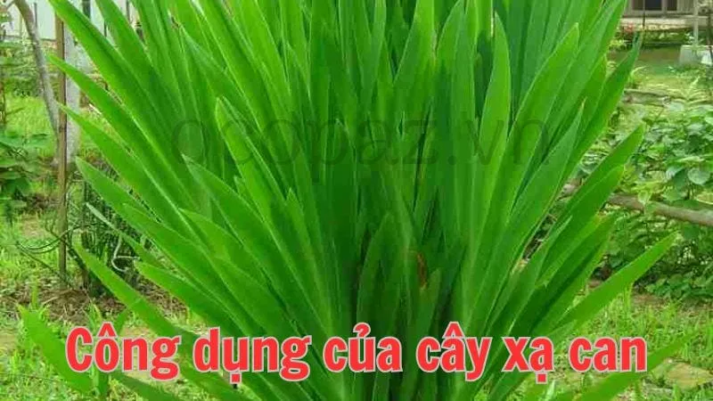 Công dụng của cây xạ can