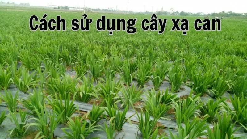 Cách sử dụng cây xạ can