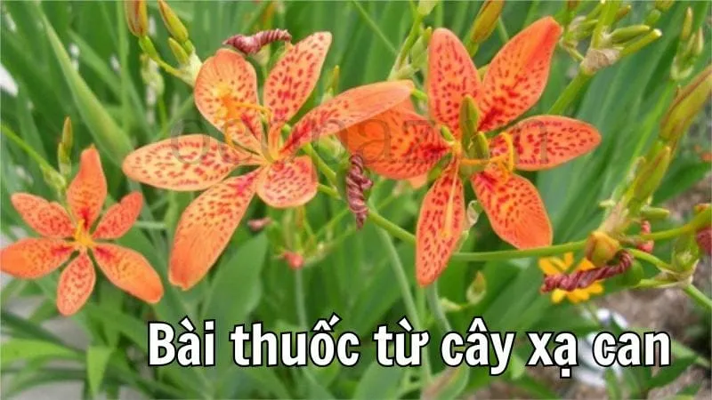 Bài thuốc từ cây xạ can