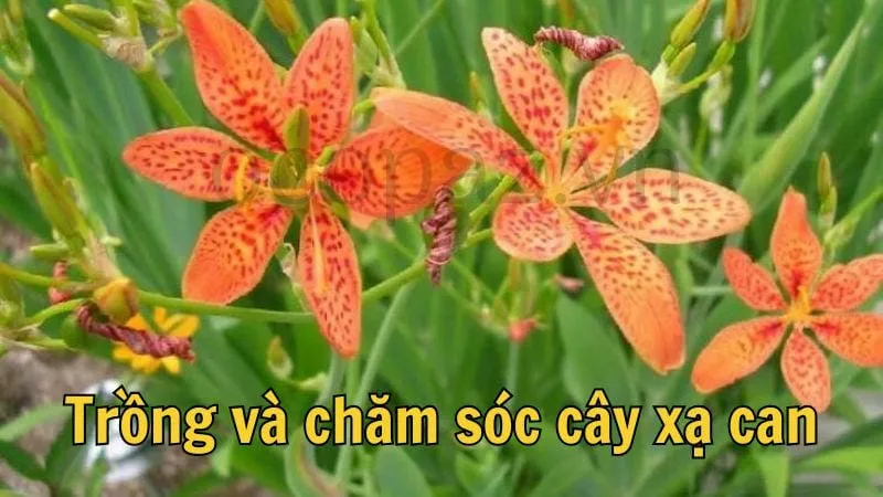 Trồng và chăm sóc cây xạ can