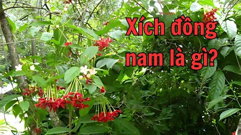 Xích đồng nam - Tác dụng, cách sử dụng và lưu ý khi dùng 1