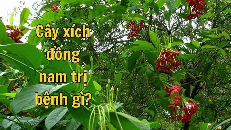 Xích đồng nam - Tác dụng, cách sử dụng và lưu ý khi dùng 2